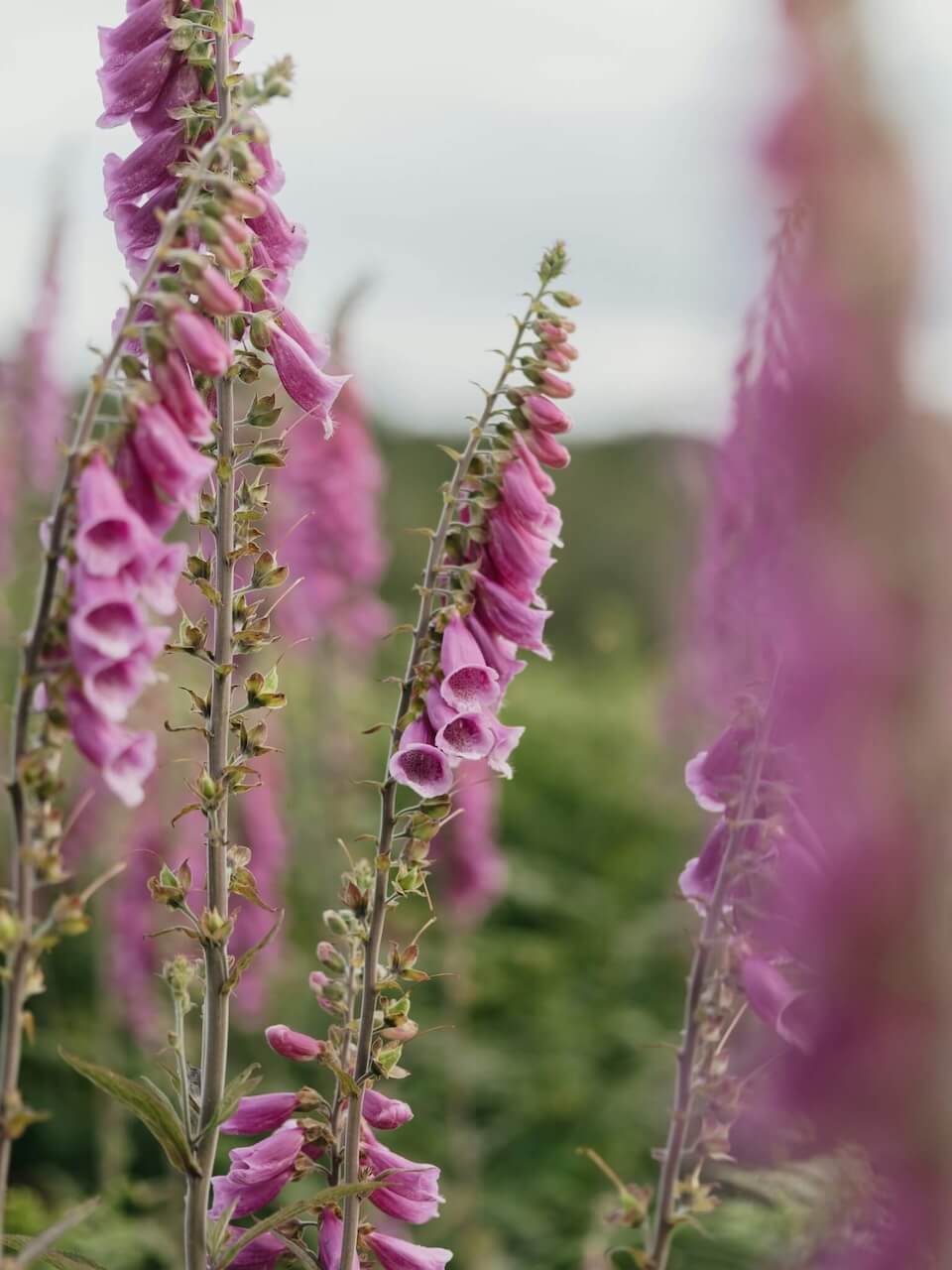 Revebjelle (foxglove) – inspirasjon for Purpeon Digital sitt namn og lokale identitet i Sogn og Fjordane - Photo by Annie Spratt on Unsplash